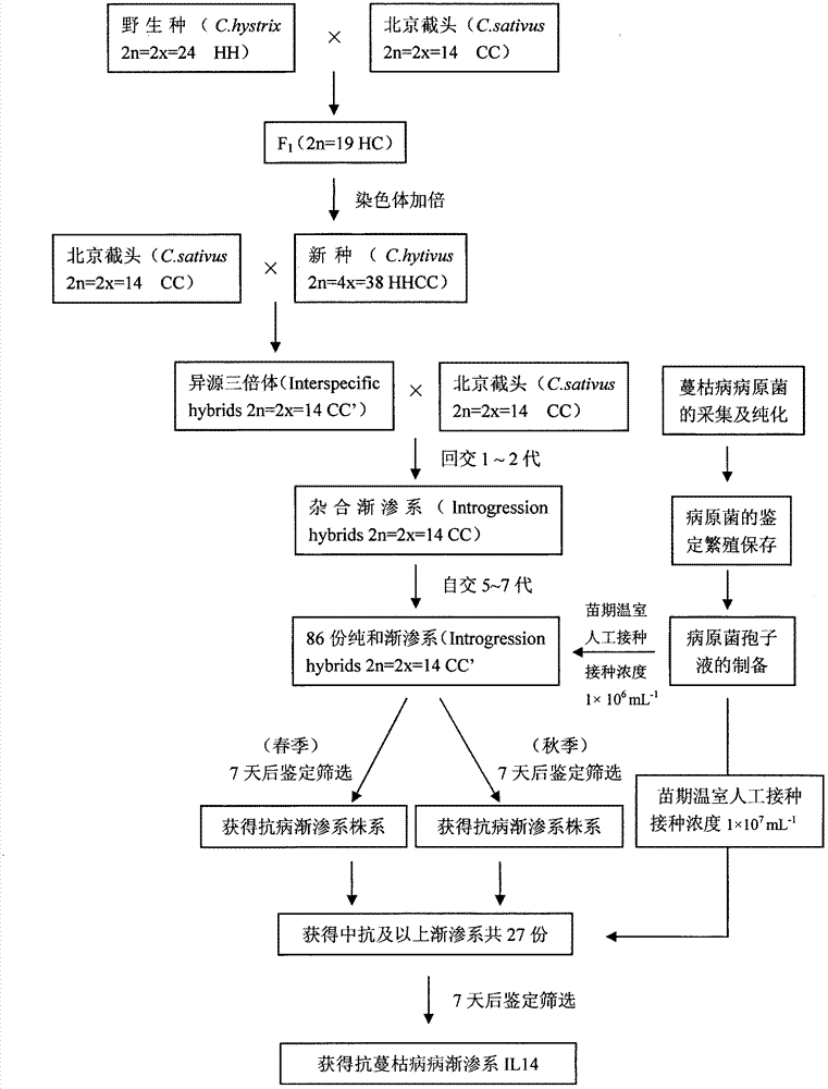 Method for screening mycosphaerella melonis resistance IL14 of cucumber-pickled cucumber introgression line