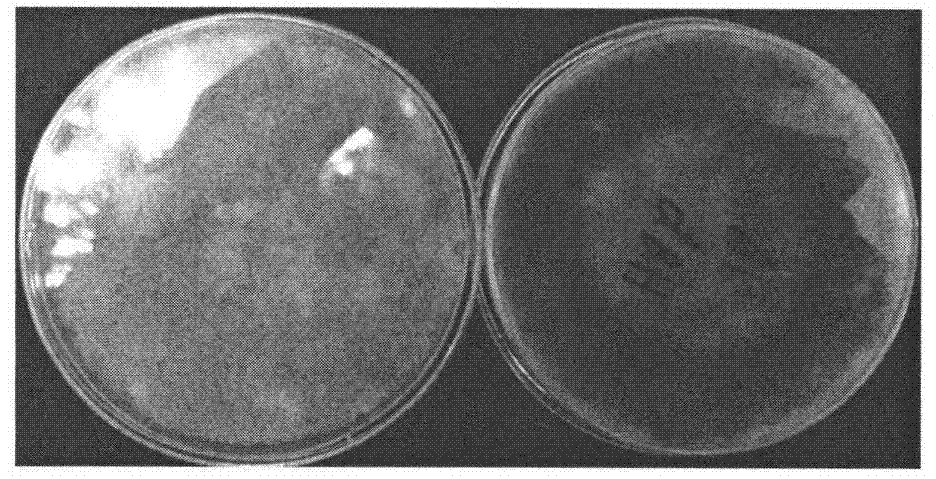 Method for screening mycosphaerella melonis resistance IL14 of cucumber-pickled cucumber introgression line