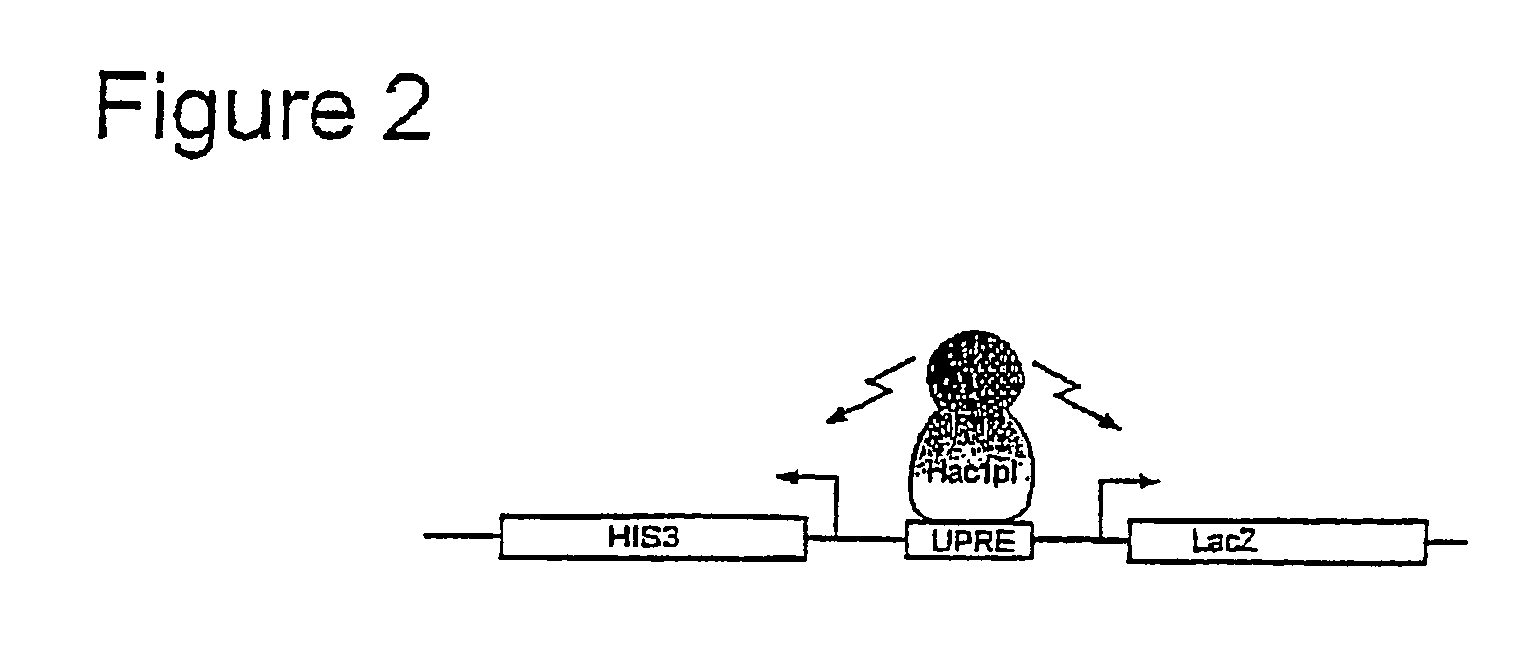 Method for identifying protein-protein interactions