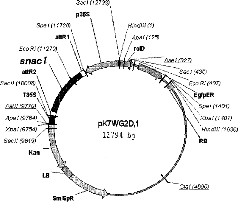 Vacuum-infiltration assisted exogenous gene transforming method of soybean germinating embryo