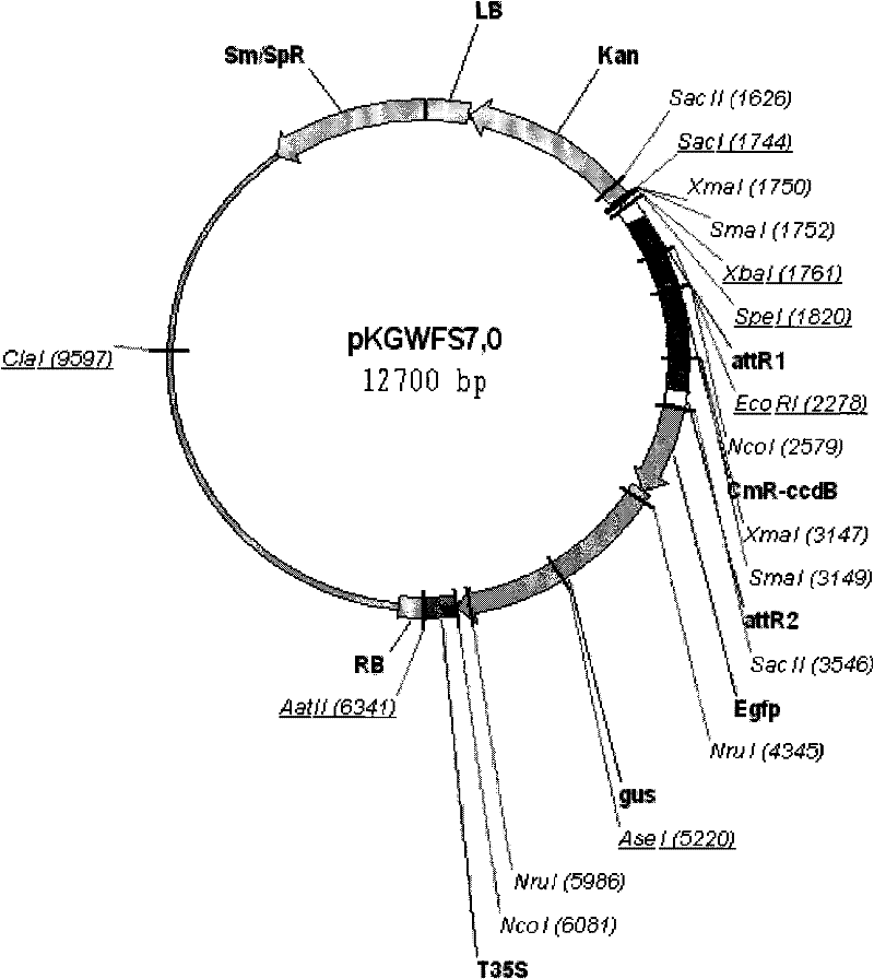 Vacuum-infiltration assisted exogenous gene transforming method of soybean germinating embryo