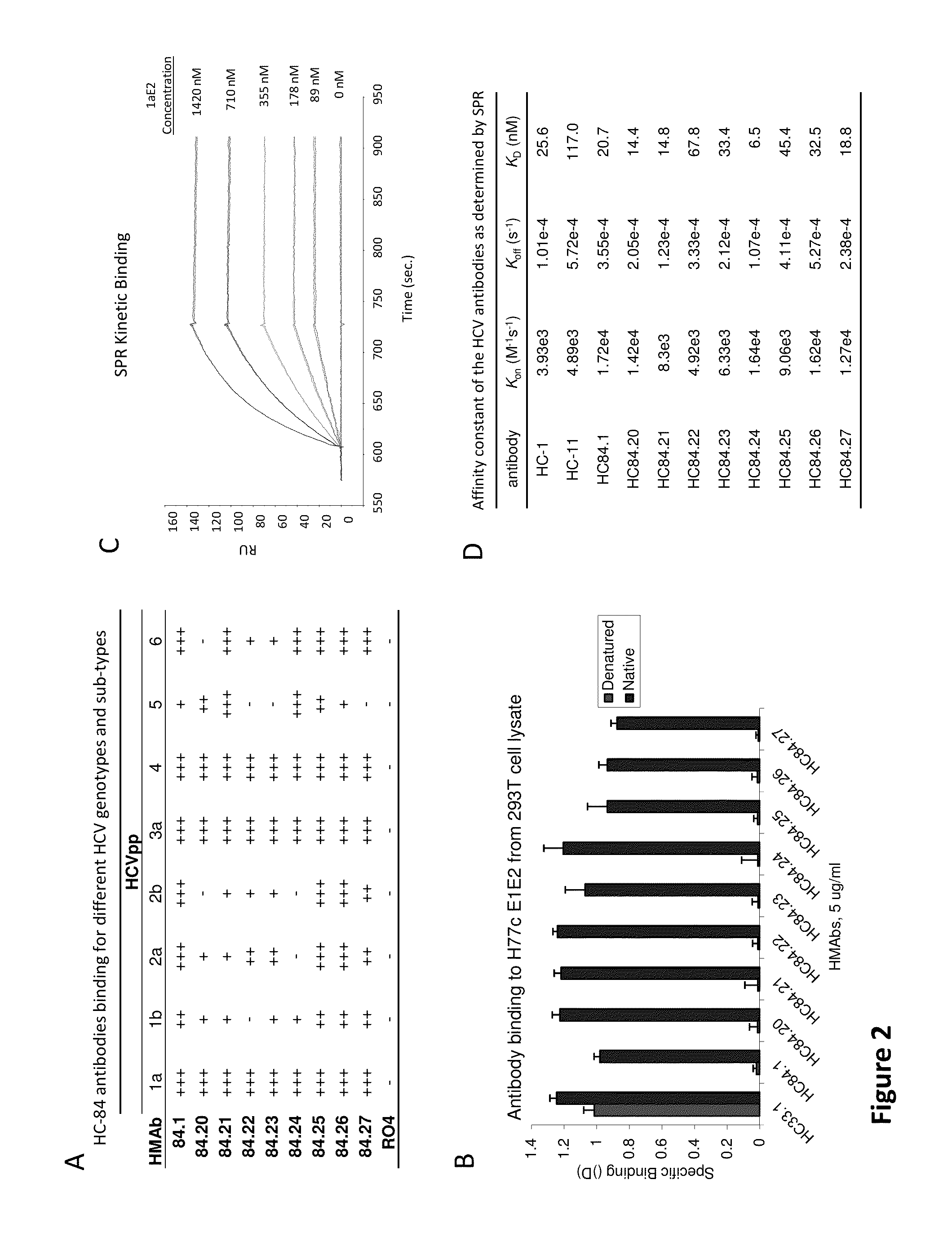 Cluster of Neutralizing Antibodies to Hepatitis C Virus