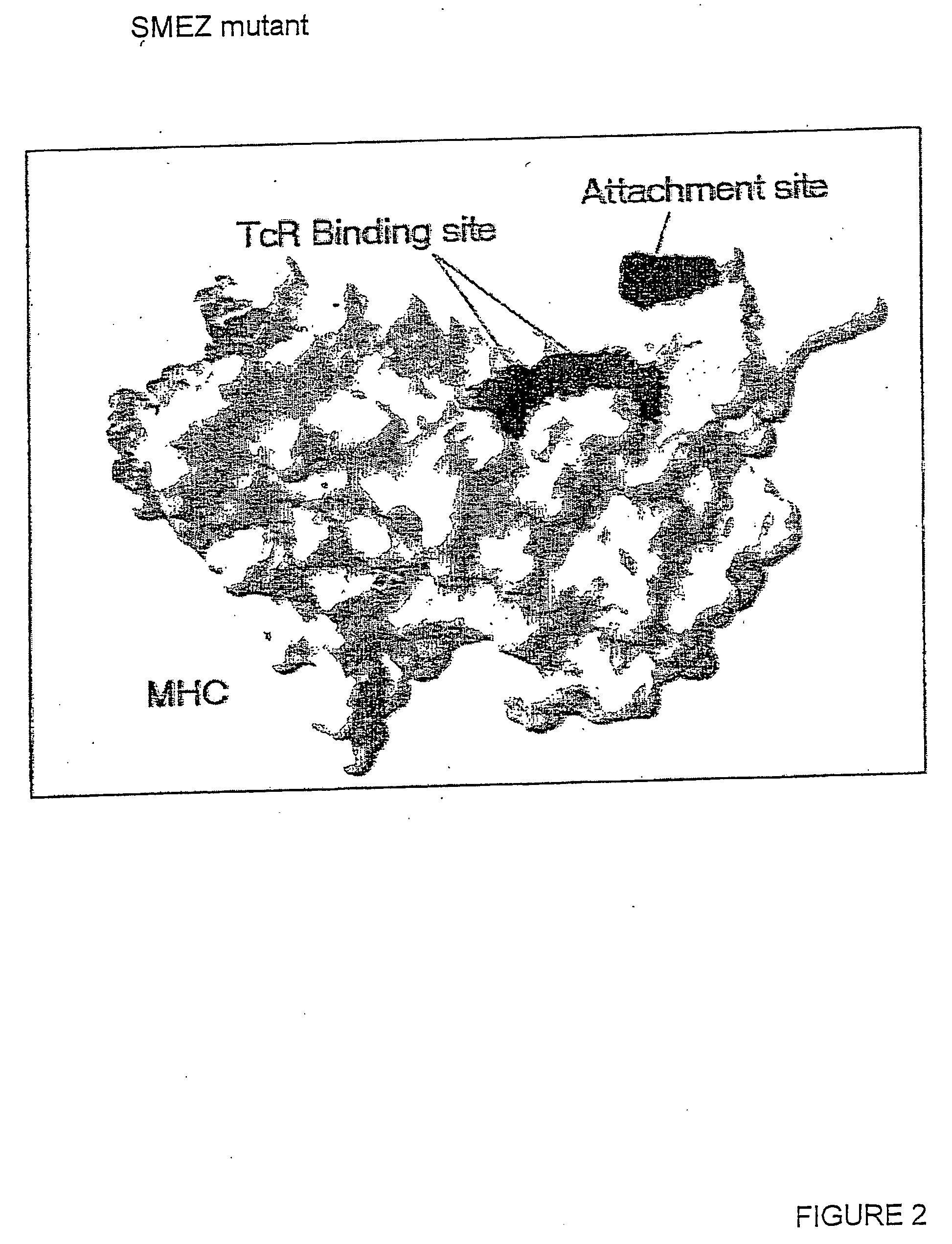 Immunomodulatory constructs and their uses