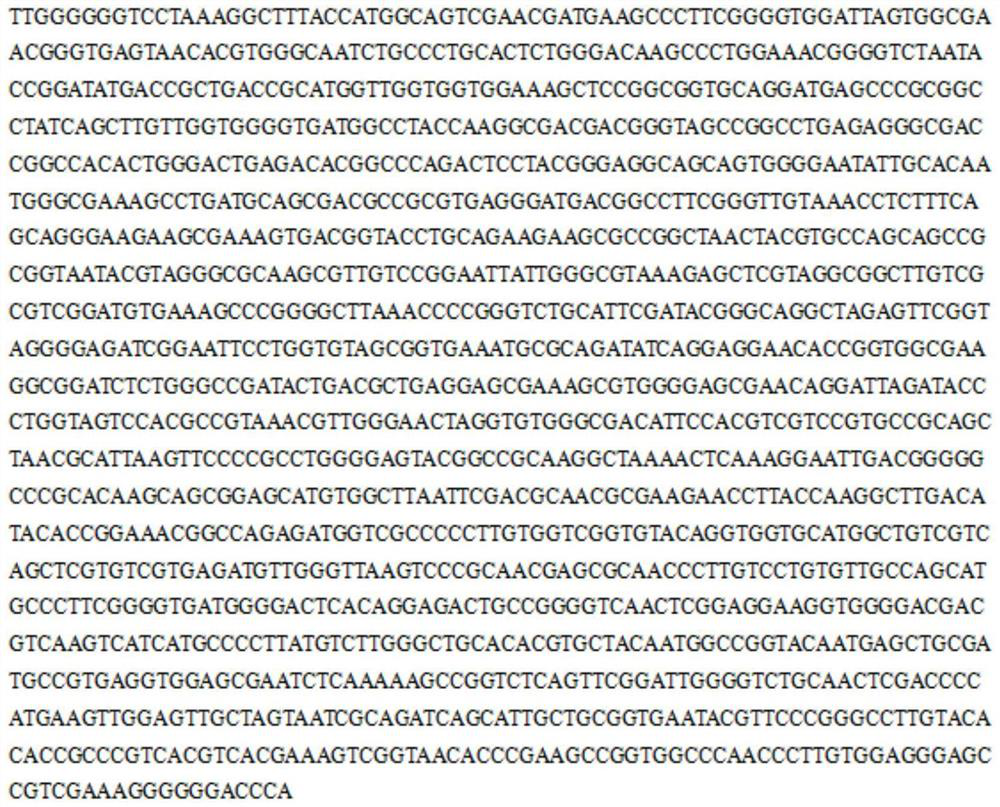 A kind of actinomycetes with inhibitory effect on peanut soil-borne pathogenic fungus and its screening method