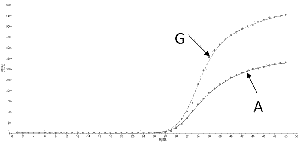 Primer, molecular beacon and kit of MTRR gene polymorphism rapid test and testing method thereof