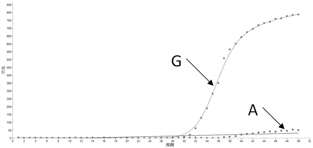 Primer, molecular beacon and kit of MTRR gene polymorphism rapid test and testing method thereof