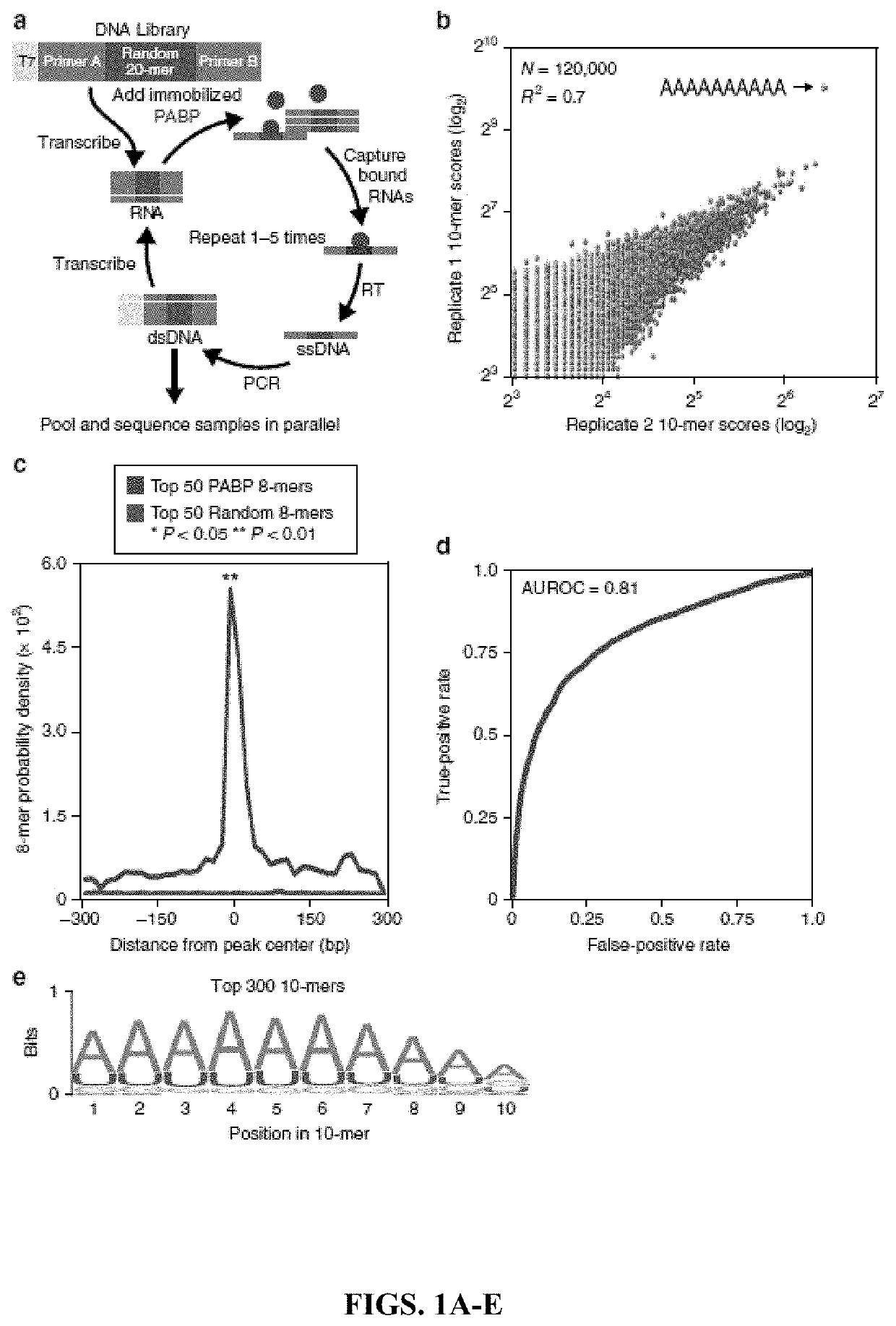 Inhibition of poly(a) binding protein and the treatment of pain