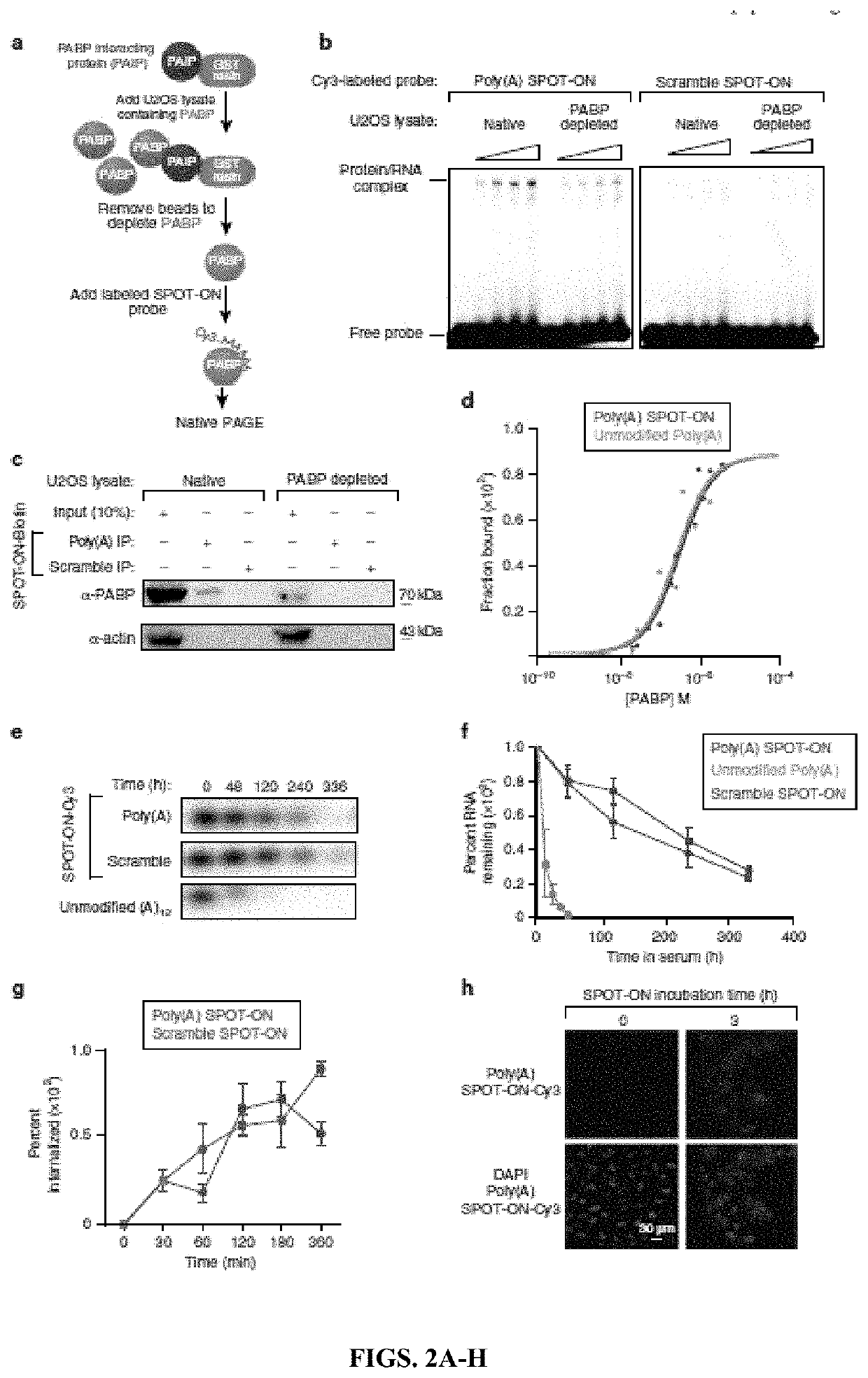 Inhibition of poly(a) binding protein and the treatment of pain