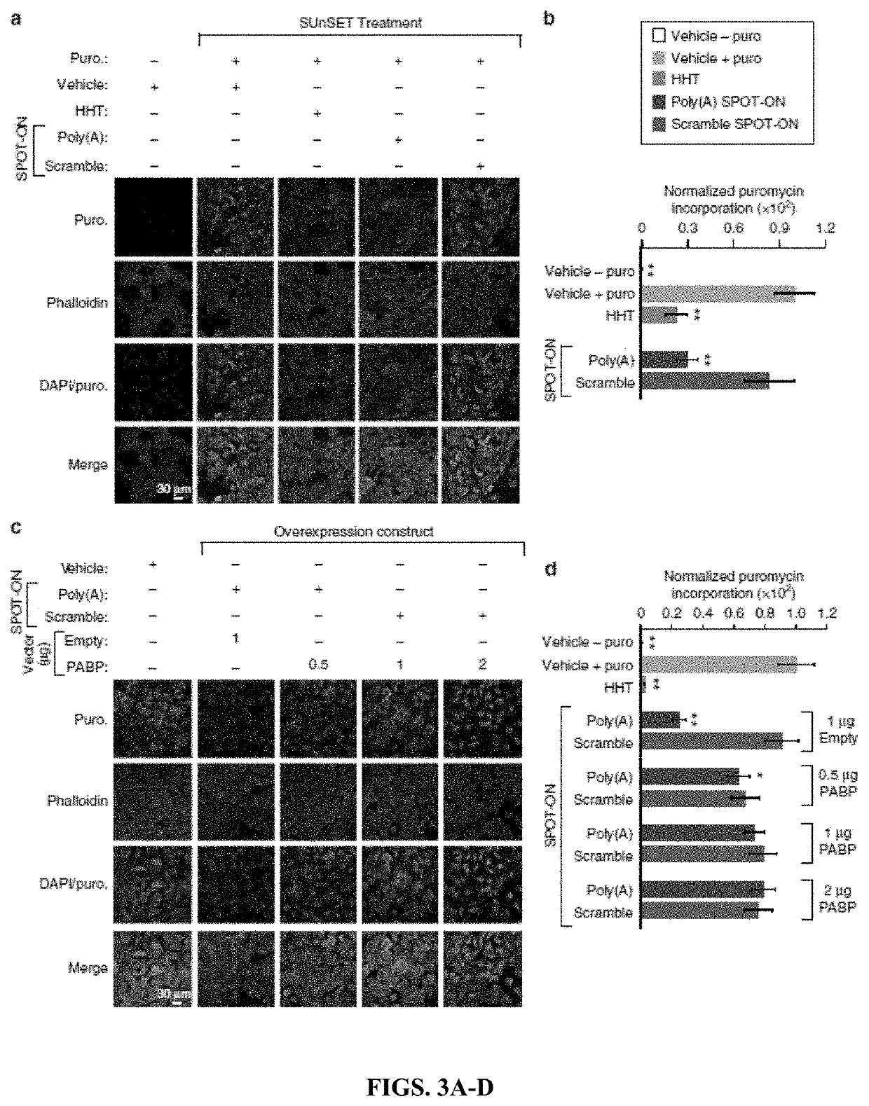 Inhibition of poly(a) binding protein and the treatment of pain