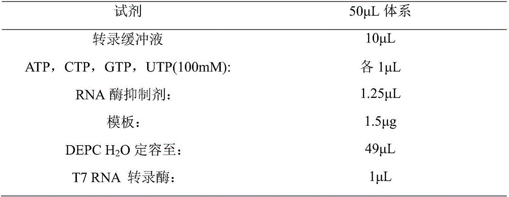 Apolygus lucorum V-ATPase-A gene cDNA (complementary Deoxyribonucleic Acid) and application thereof