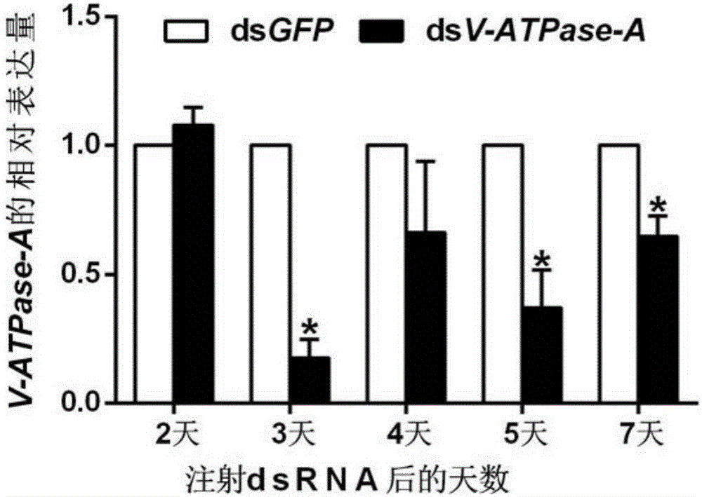 Apolygus lucorum V-ATPase-A gene cDNA (complementary Deoxyribonucleic Acid) and application thereof