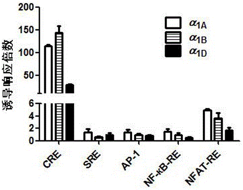 a alpha  <sub>1</sub> High-throughput screening cell model of -AR subtype selective antagonist and its construction method and application