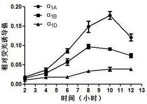 a alpha  <sub>1</sub> High-throughput screening cell model of -AR subtype selective antagonist and its construction method and application