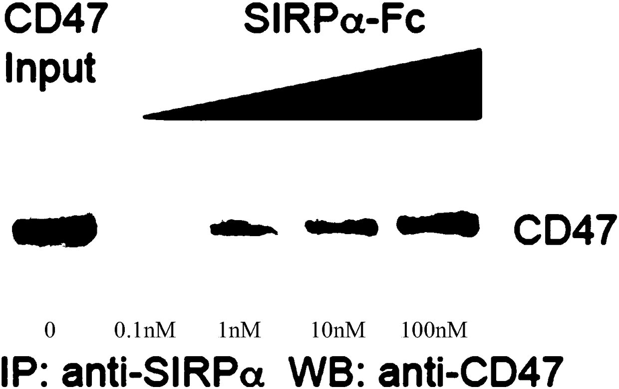 SIRP alpha fusion protein, preparation method and application thereof