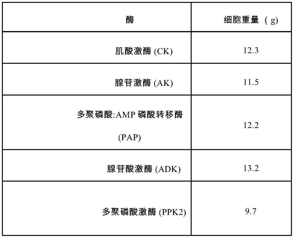 Enzymatic reaction composition, method for increasing amount of adenosine triphosphate (ATP) in enzymatic reaction and application of method