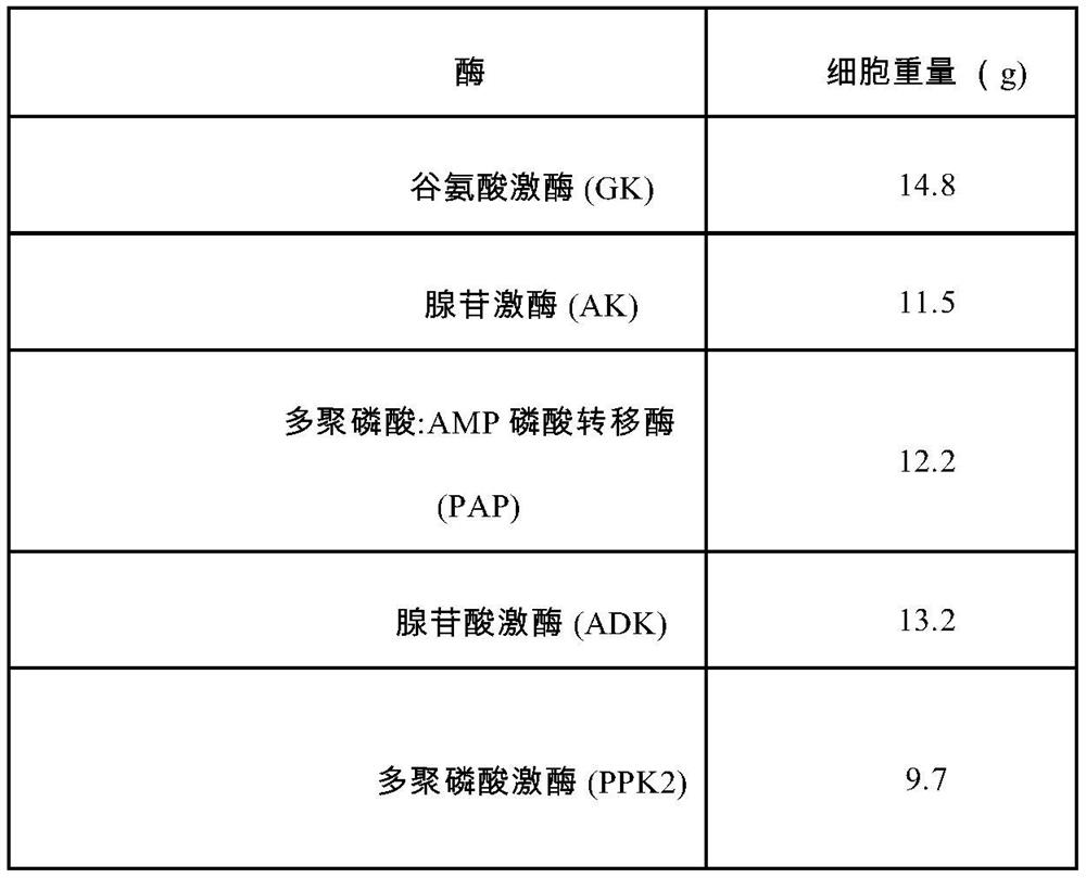 Enzymatic reaction composition, method for increasing amount of adenosine triphosphate (ATP) in enzymatic reaction and application of method