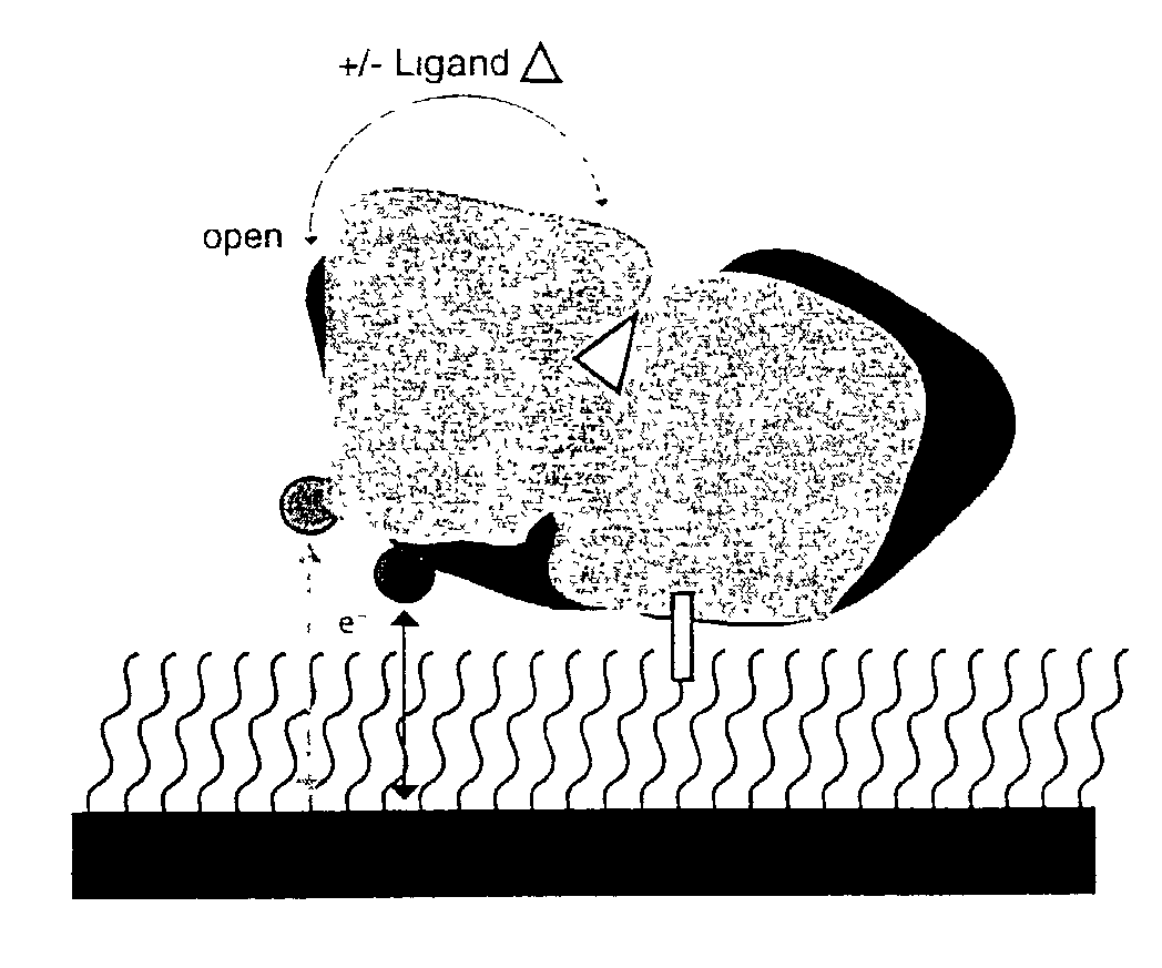 Biosensor