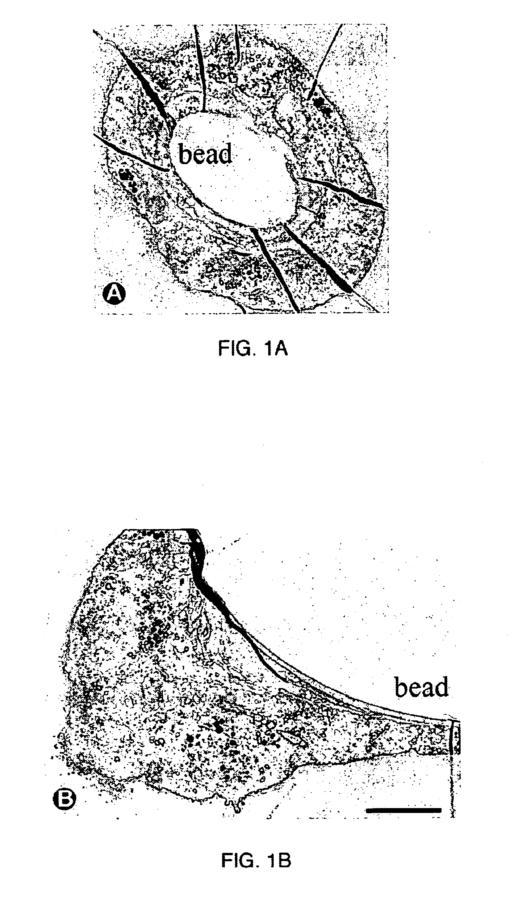 Long-term three dimensional tissue culture system