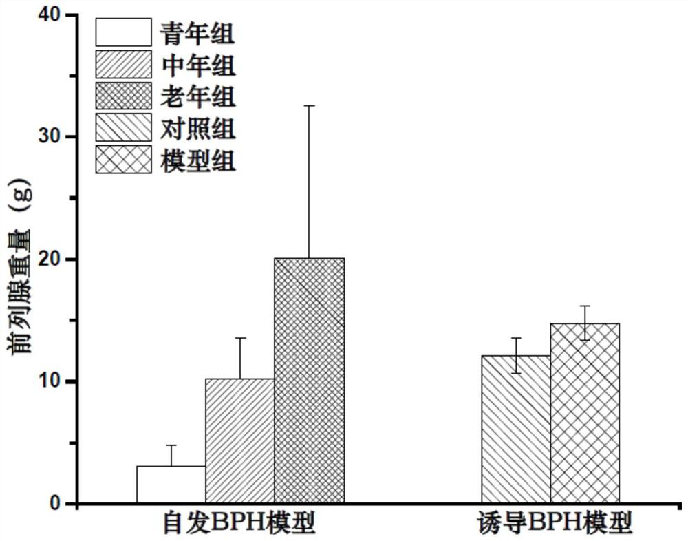 Method for establishing benign prostatic hyperplasia (BPH) canine model with EMT characteristics