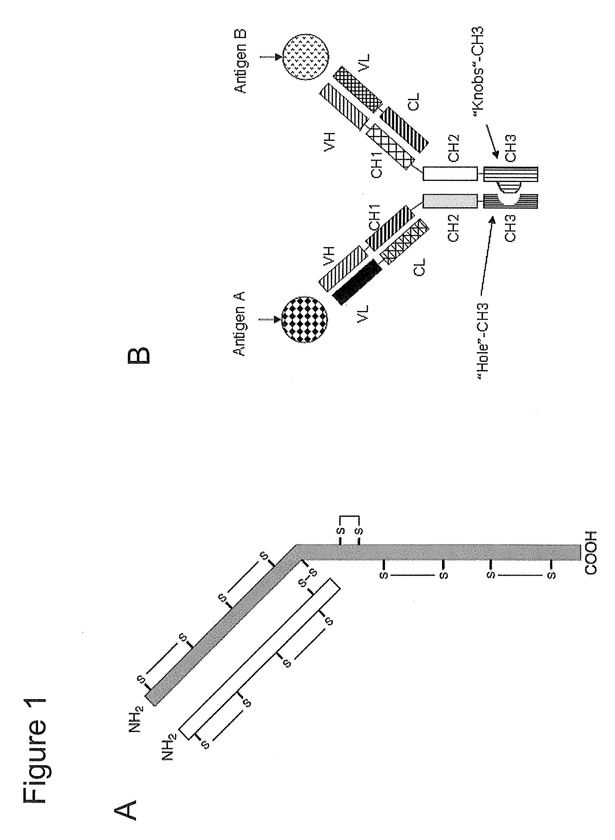 Assembly of bispecific antibodies