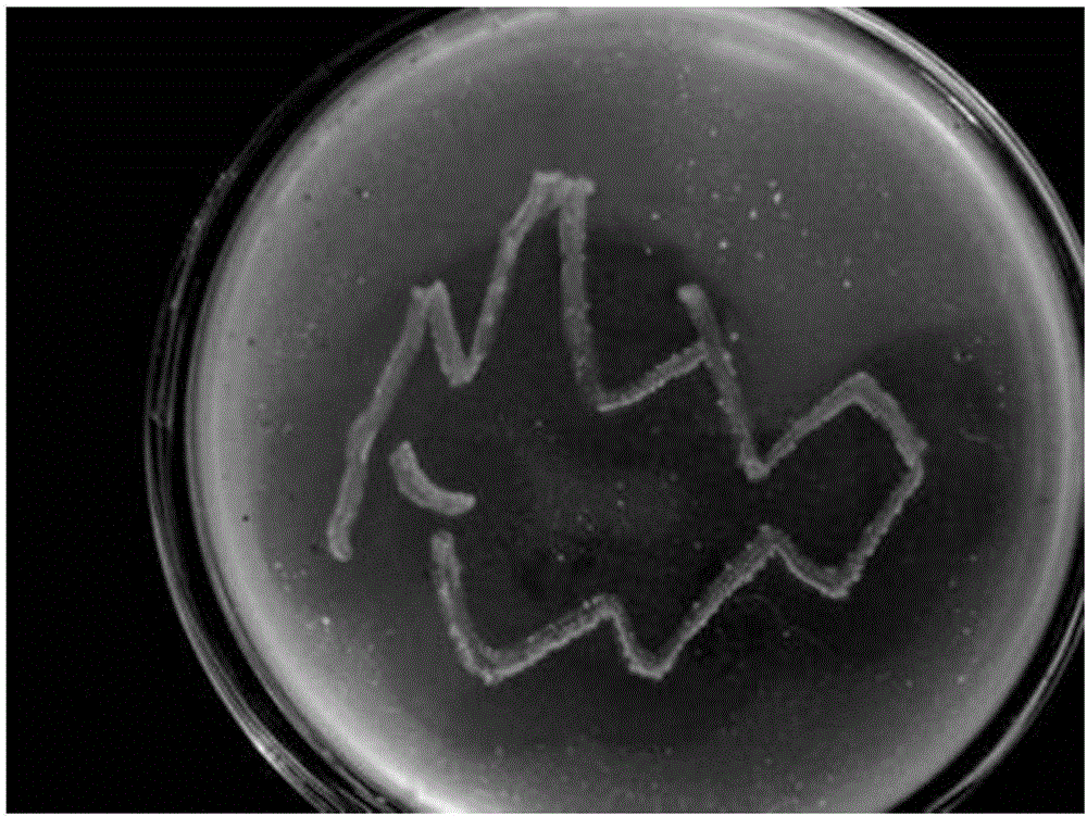 Bacterial strain for preventing and treating soil-borne fungal diseases of peanuts in continuous cropping and applications of bacterial strain