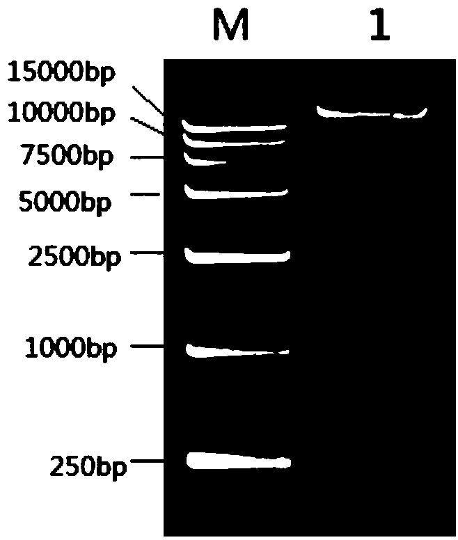 Alkaline xylanase as well as coding gene and application thereof