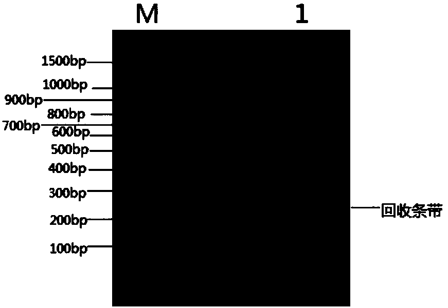 Alkaline xylanase as well as coding gene and application thereof