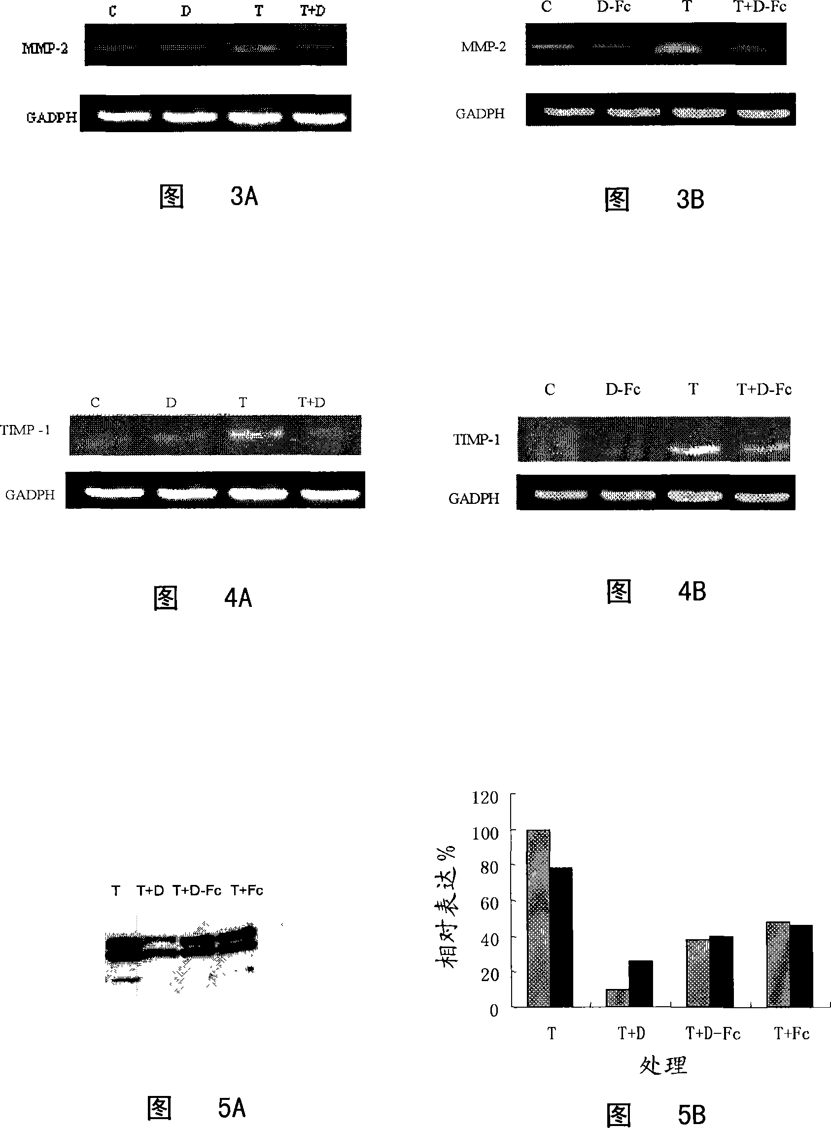 Method for inhibiting fibrogenesis by an rhdecorin-fc fusion protein