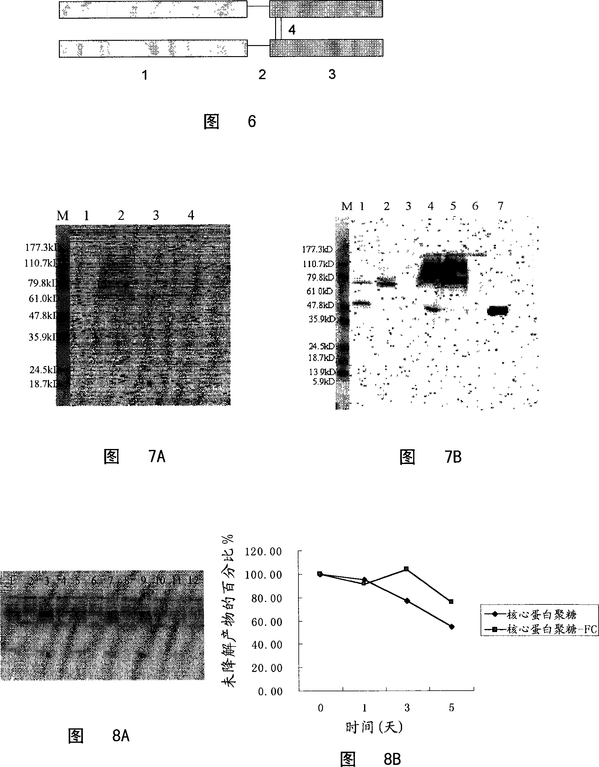 Method for inhibiting fibrogenesis by an rhdecorin-fc fusion protein