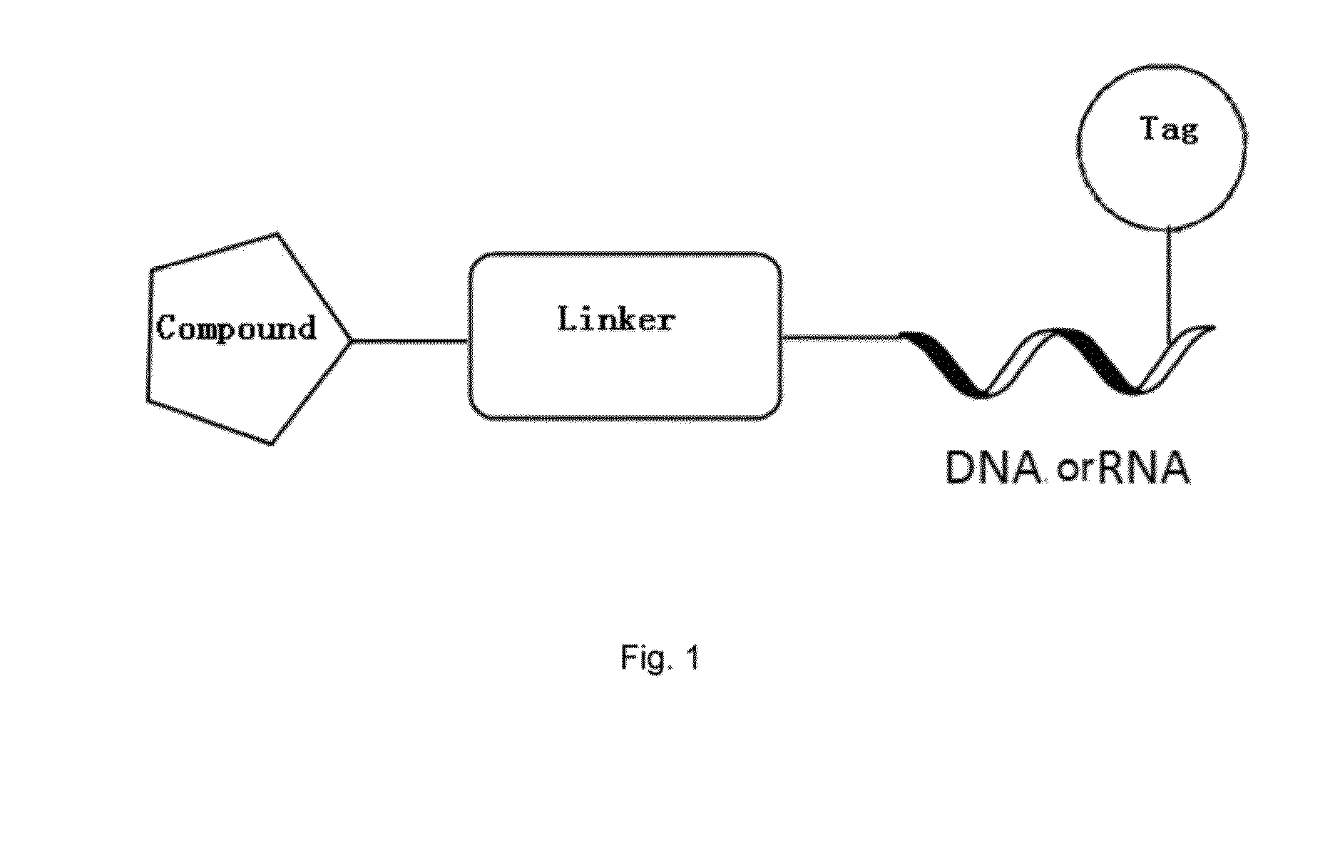 Method for cell membrane permeation for compound