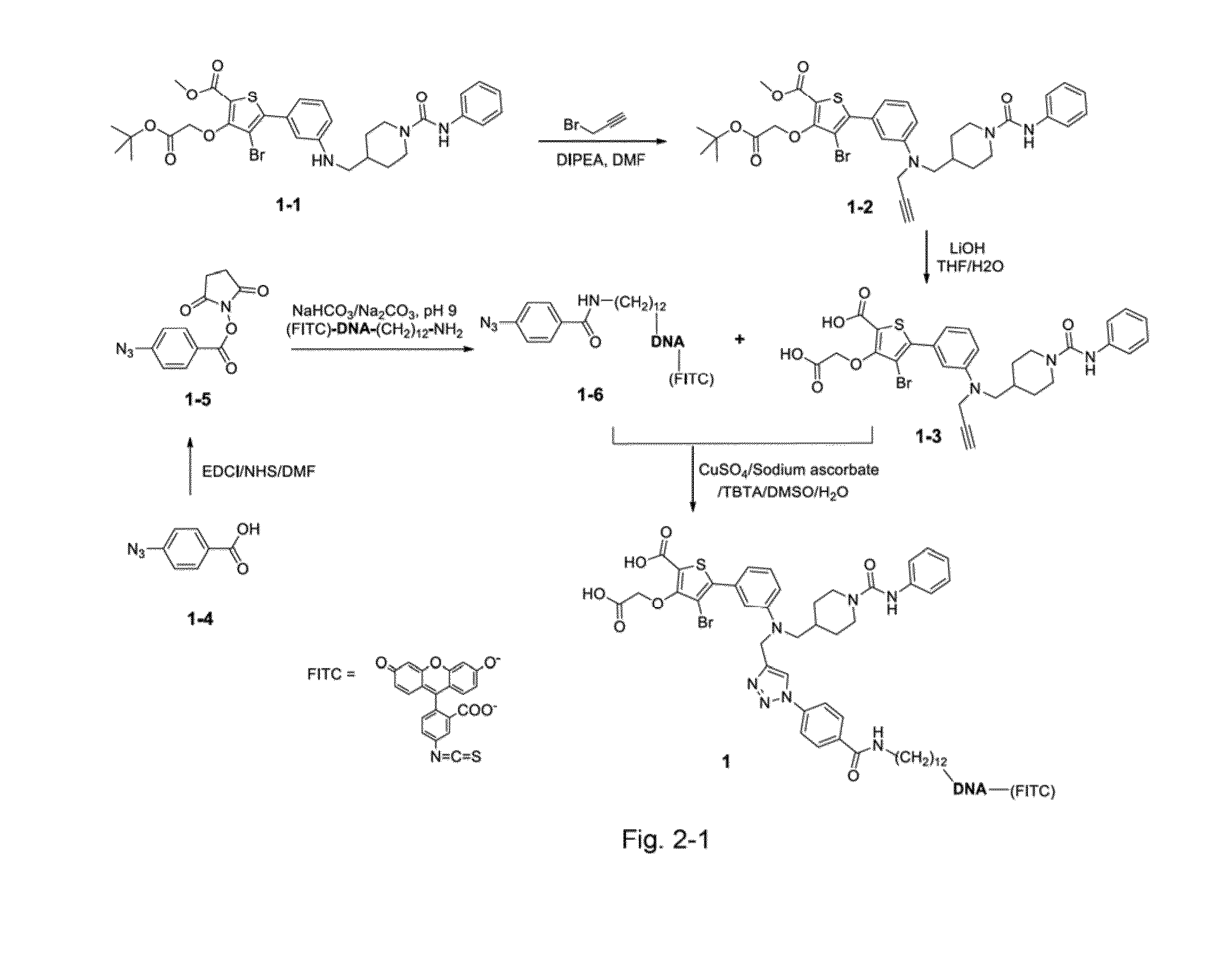 Method for cell membrane permeation for compound