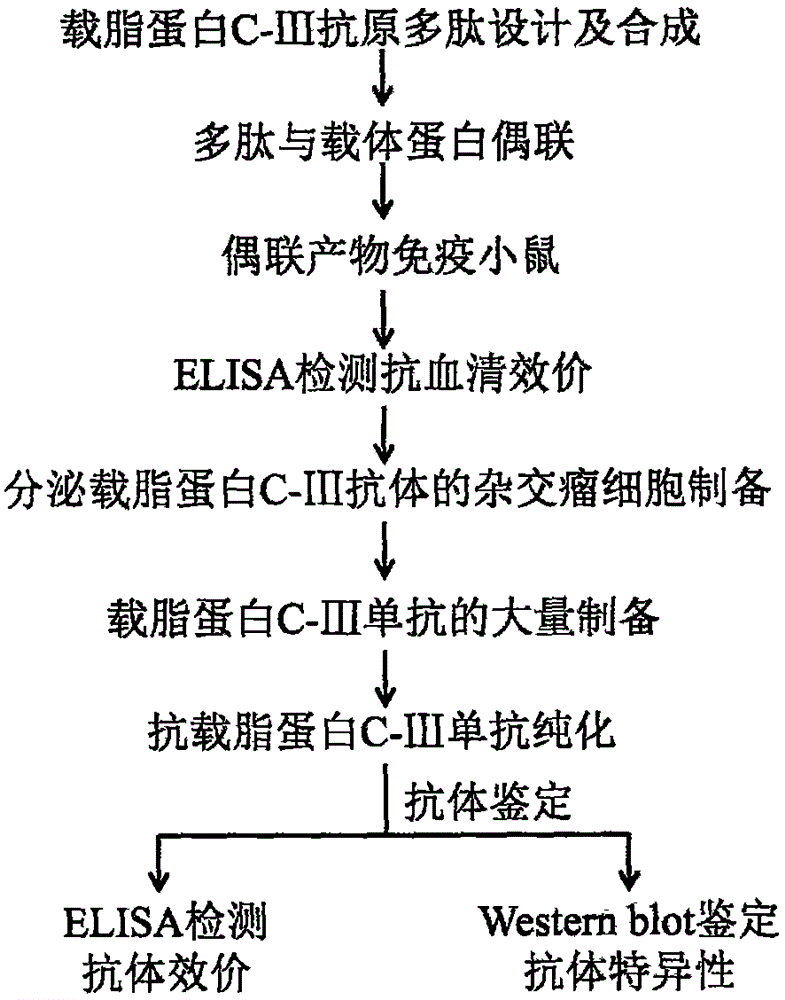 Preparation and application of apolipoprotein C-III monoclonal antibody