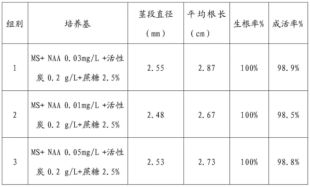 Method for rooting and thickening of fructus momordicae tissue culture seedlings