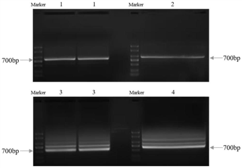 Anti-trop2 nanobody and its preparation method and application