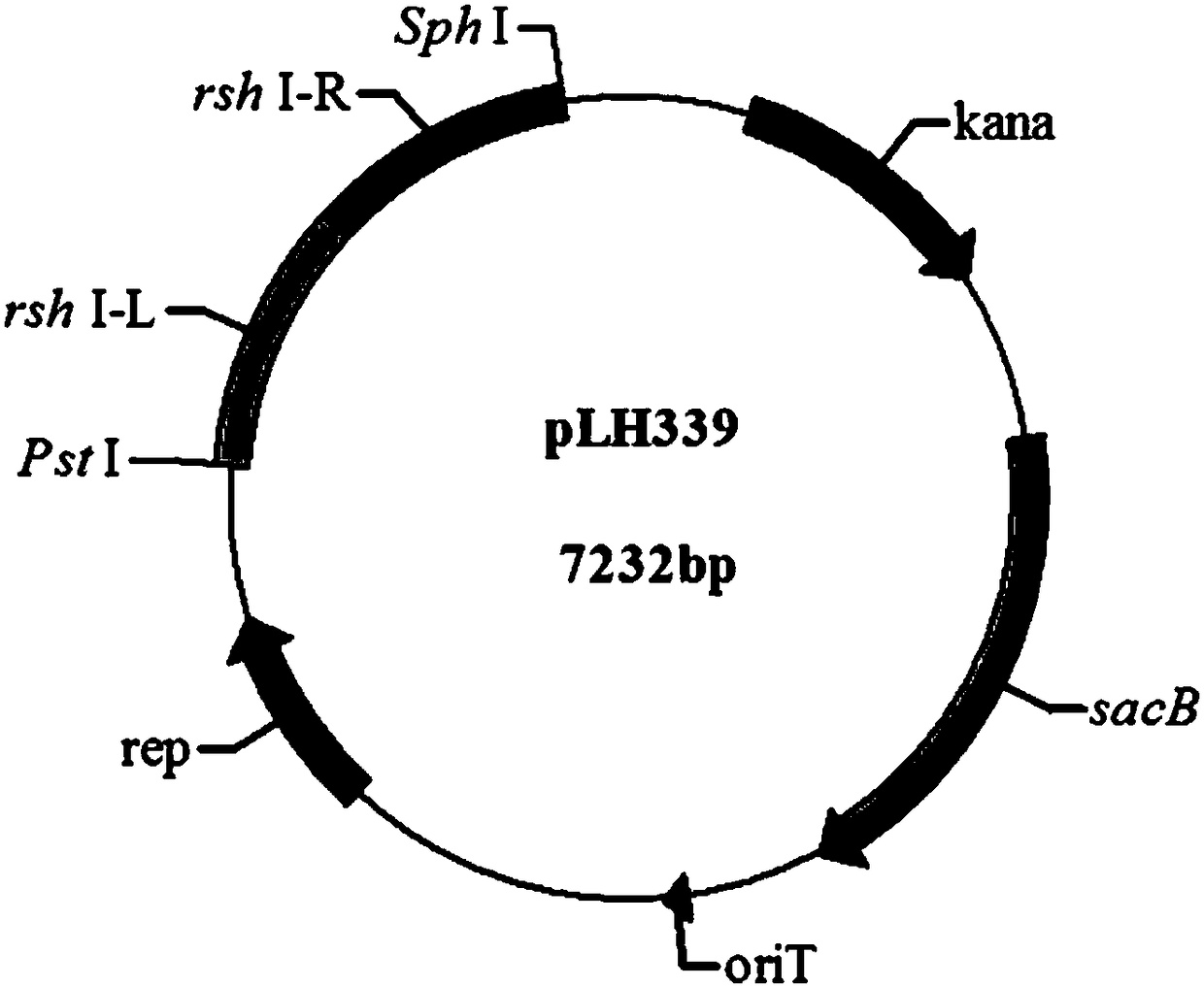 Recombinant strain of Rhodobacter sphaeroides as well as construction method and application of recombinant strain