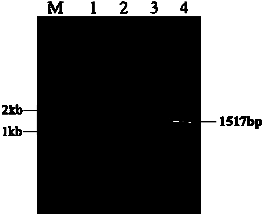 Recombinant strain of Rhodobacter sphaeroides as well as construction method and application of recombinant strain