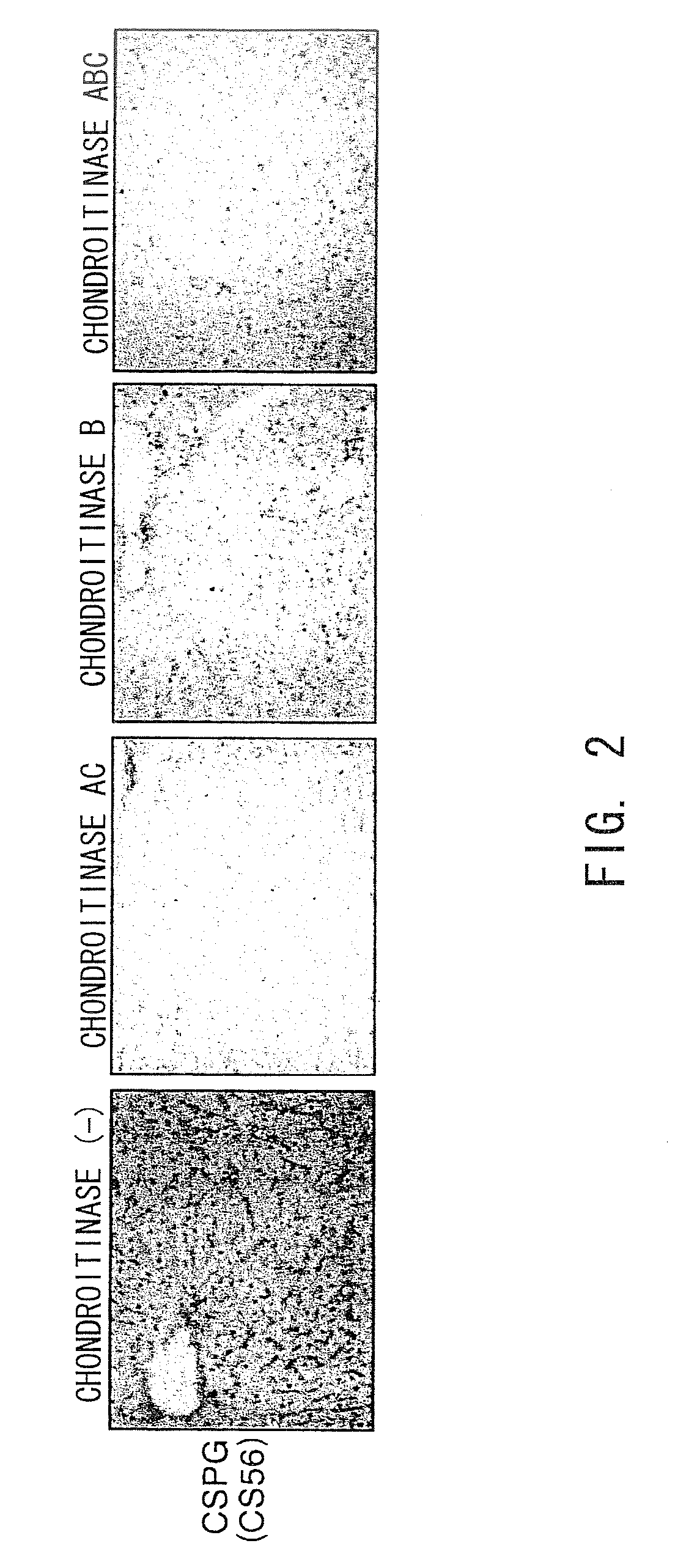 Agents for suppressing hepatic fibrosis