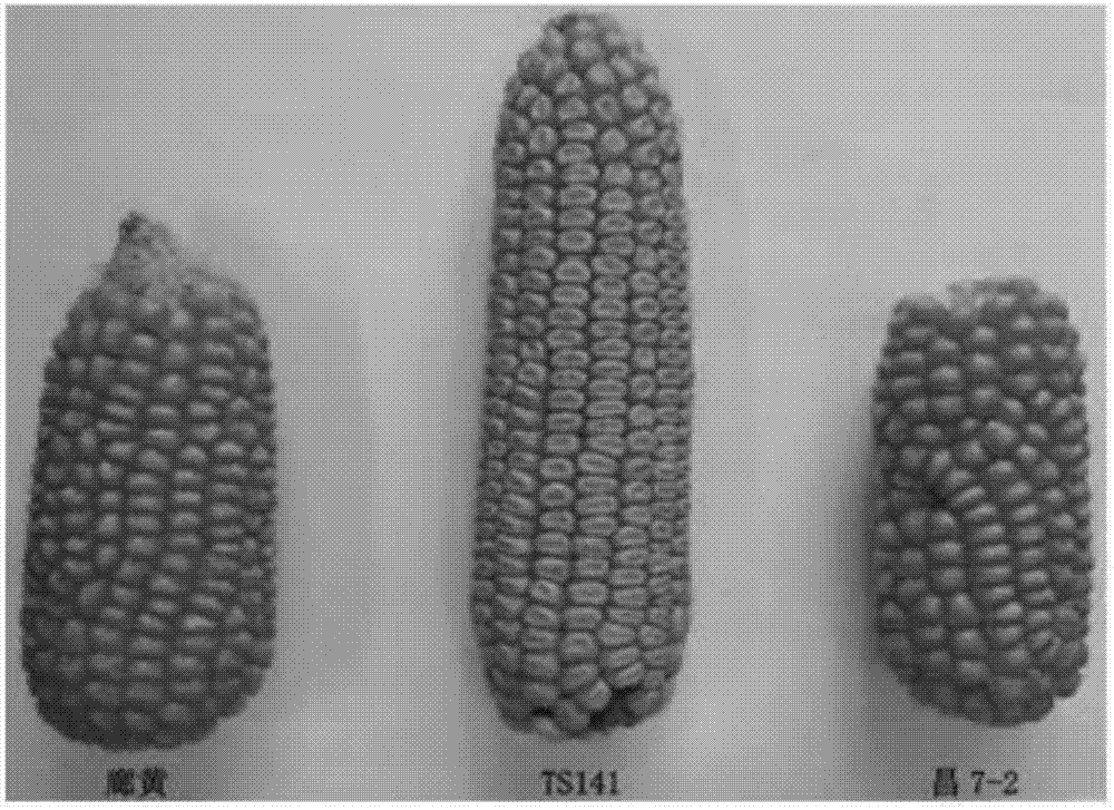 Molecular marker for regulating corn single spike weight main effect QTL and application method thereof