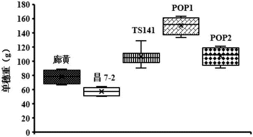 Molecular marker for regulating corn single spike weight main effect QTL and application method thereof