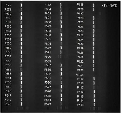 PCR primer system, method and application for detection of hbv nucleoside analog drug-resistant mutation site