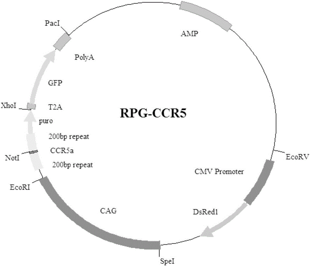 Exogenous gene knocking-in and integrating system on basis of CRISPR/Cas9, method for establishing exogenous gene knocking-in and integrating system and application thereof