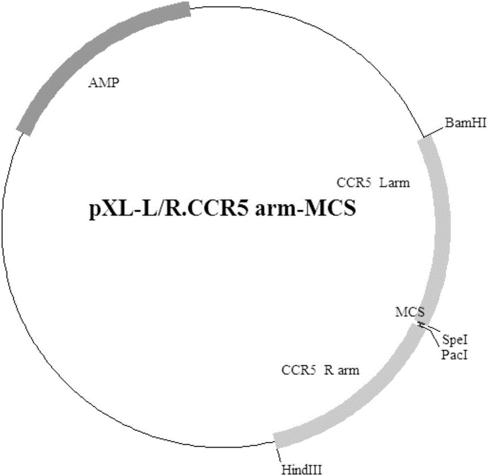 Exogenous gene knocking-in and integrating system on basis of CRISPR/Cas9, method for establishing exogenous gene knocking-in and integrating system and application thereof