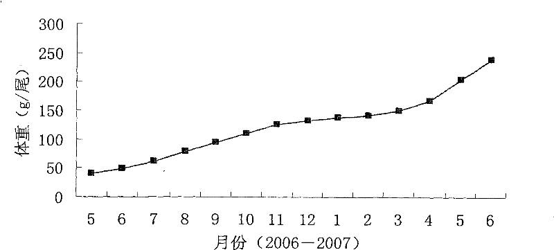 Feed for fingerling of Coreius guichenoti and preparation method