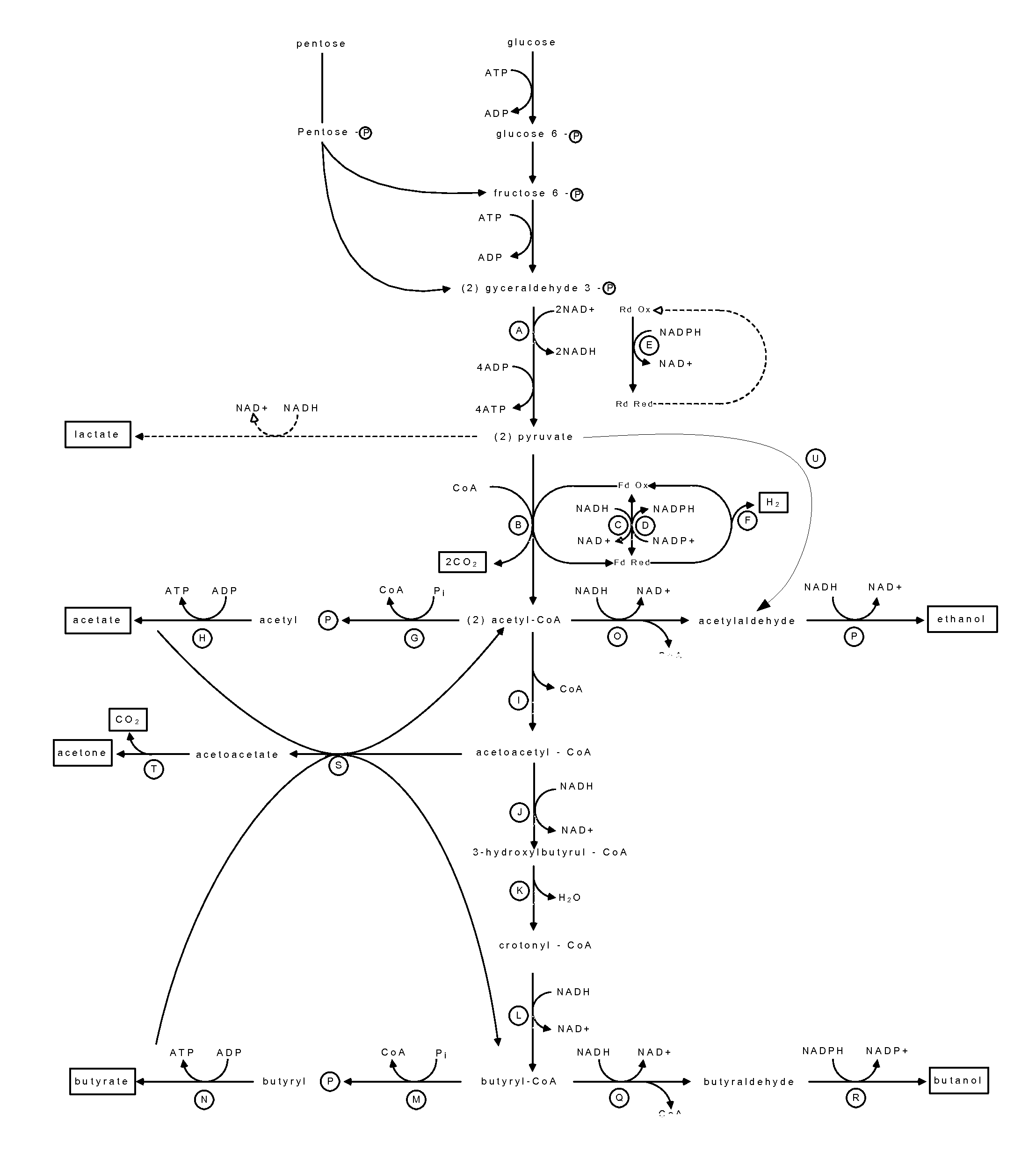 Real time monitoring of microbial enzymatic pathways