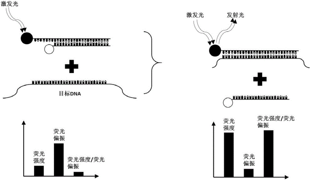 Nanometer probe for testing DNA through combination of fluorescence intensity and fluorescence polarization