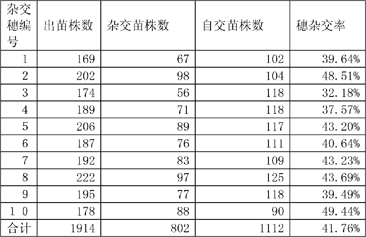 Artificial hybridization method for millet