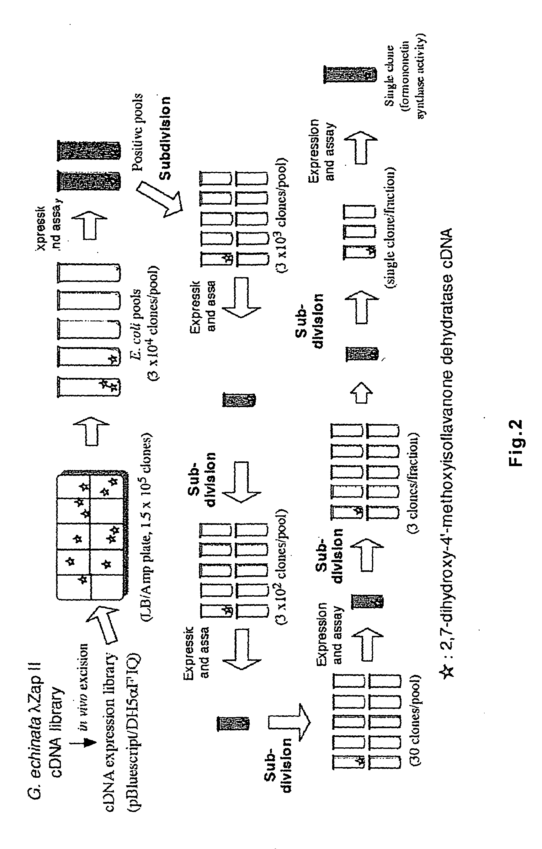 Polynucleotide encoding 2-hydorxyisoflavanone dehydratase and application of the same