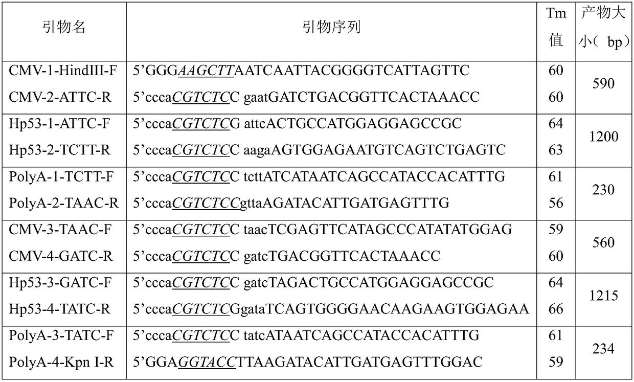 A double-copy human p53 gene recombinant adenovirus and its preparation method