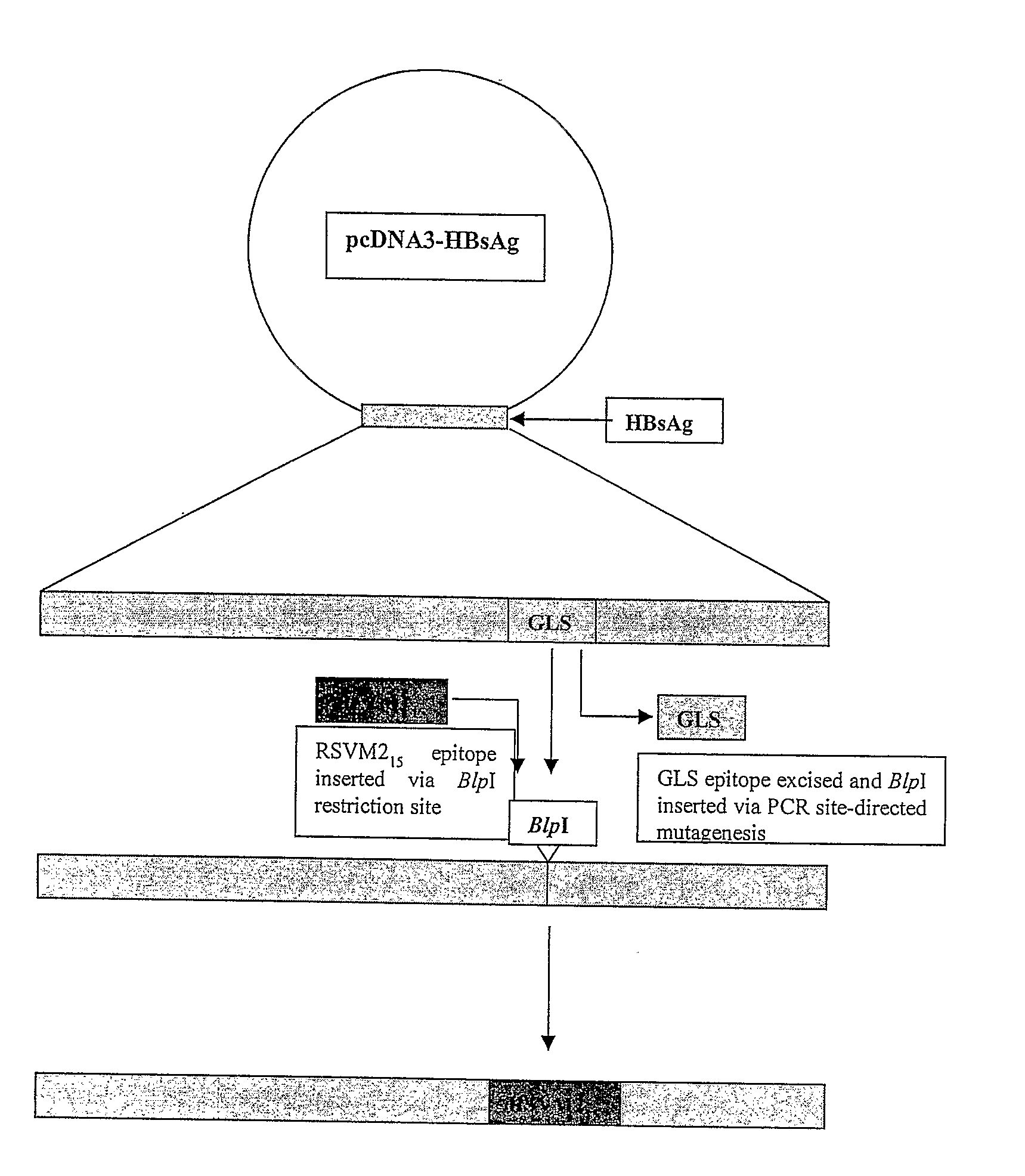 Vaccine delivery system