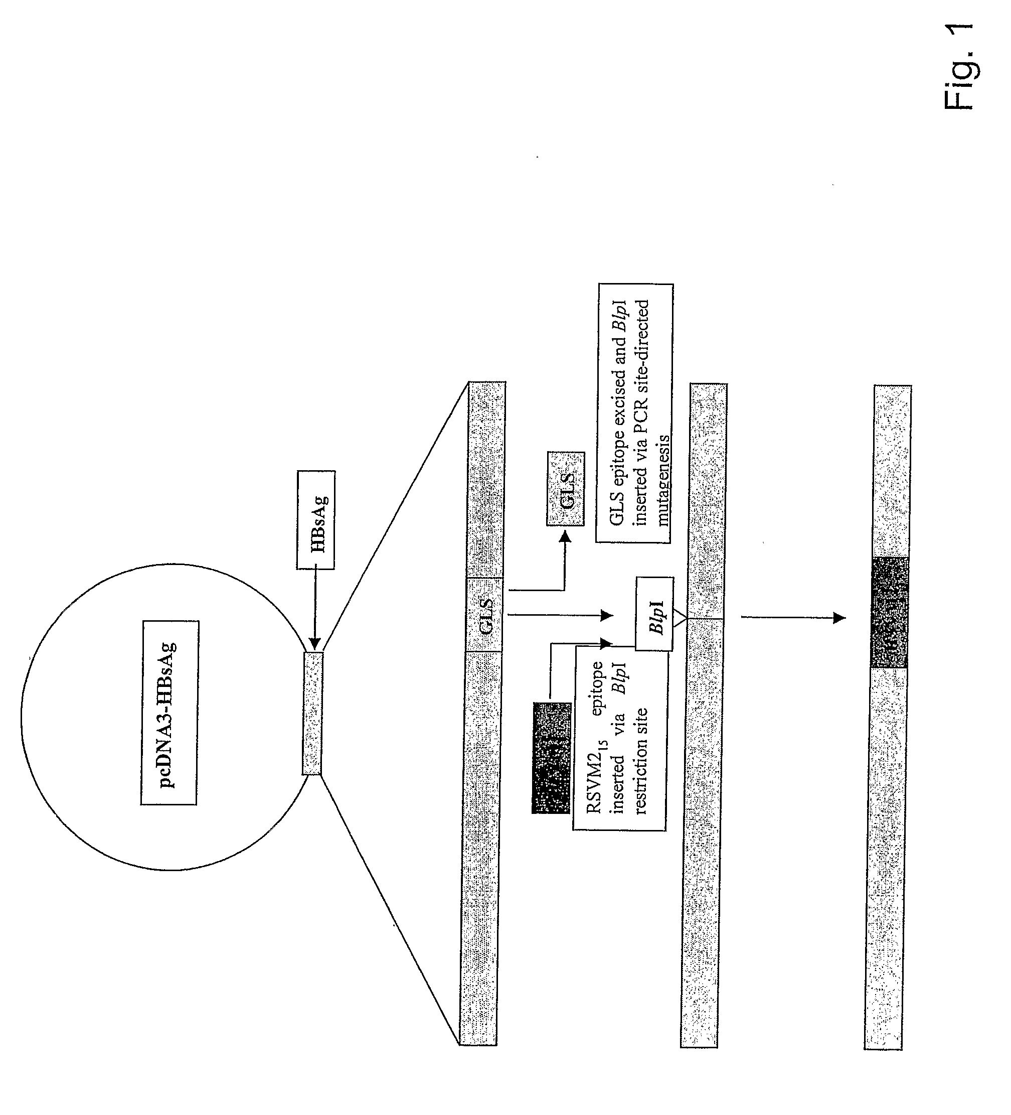 Vaccine delivery system